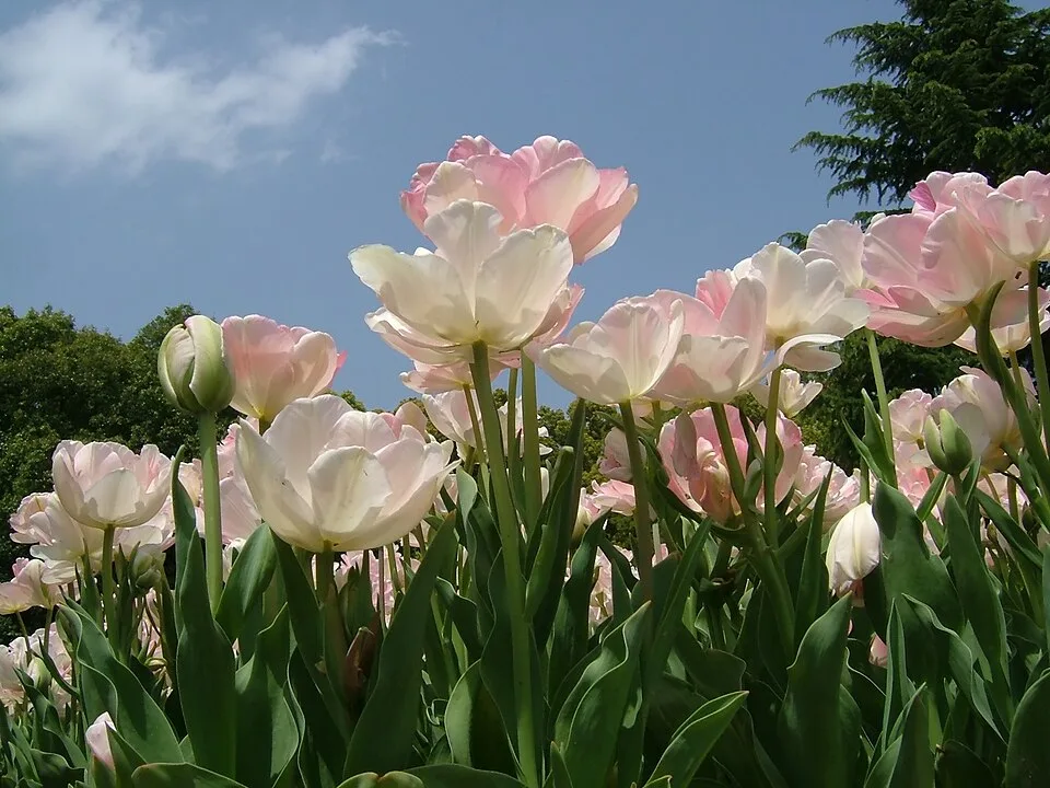 Angelique Tulip — Tulipa Angelique