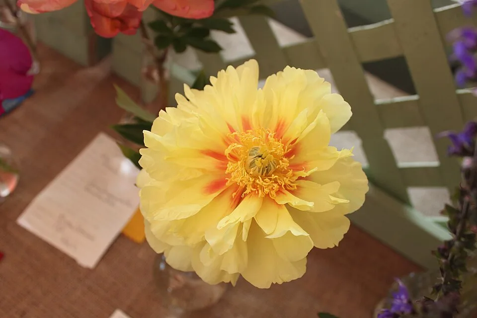 Bartzella Peony — Paeonia 'Bartzella' 1
