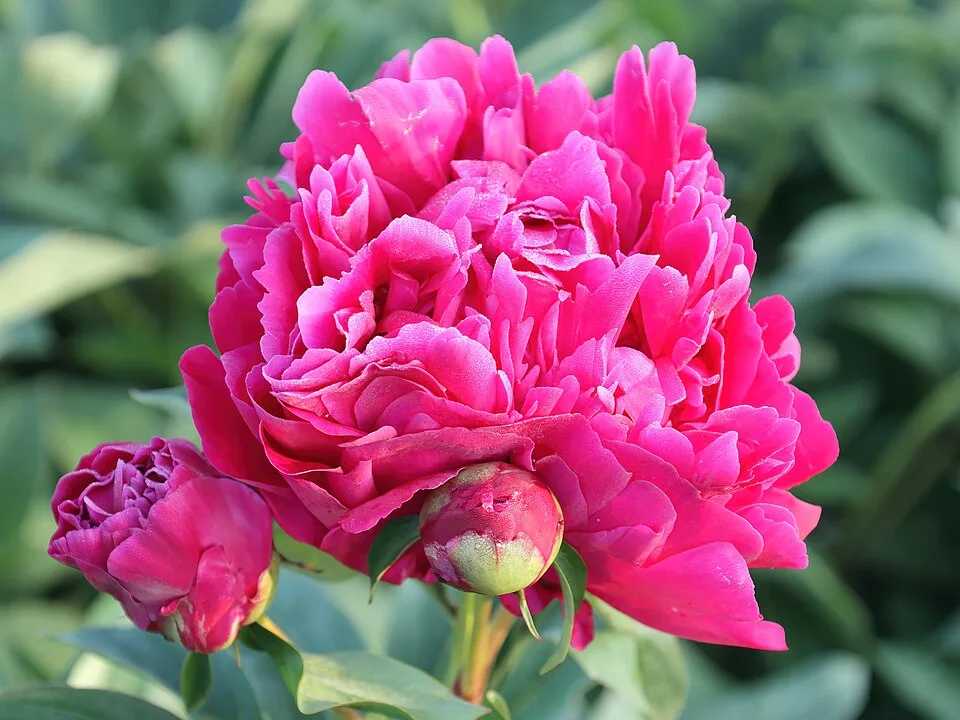 Karl Rosenfield Peony — Paeonia lactiflora 'Karl Rosenfield' JRVdH 01