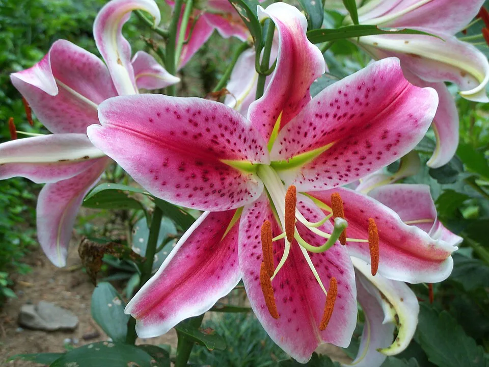Stargazer Lily — Stargazer lily