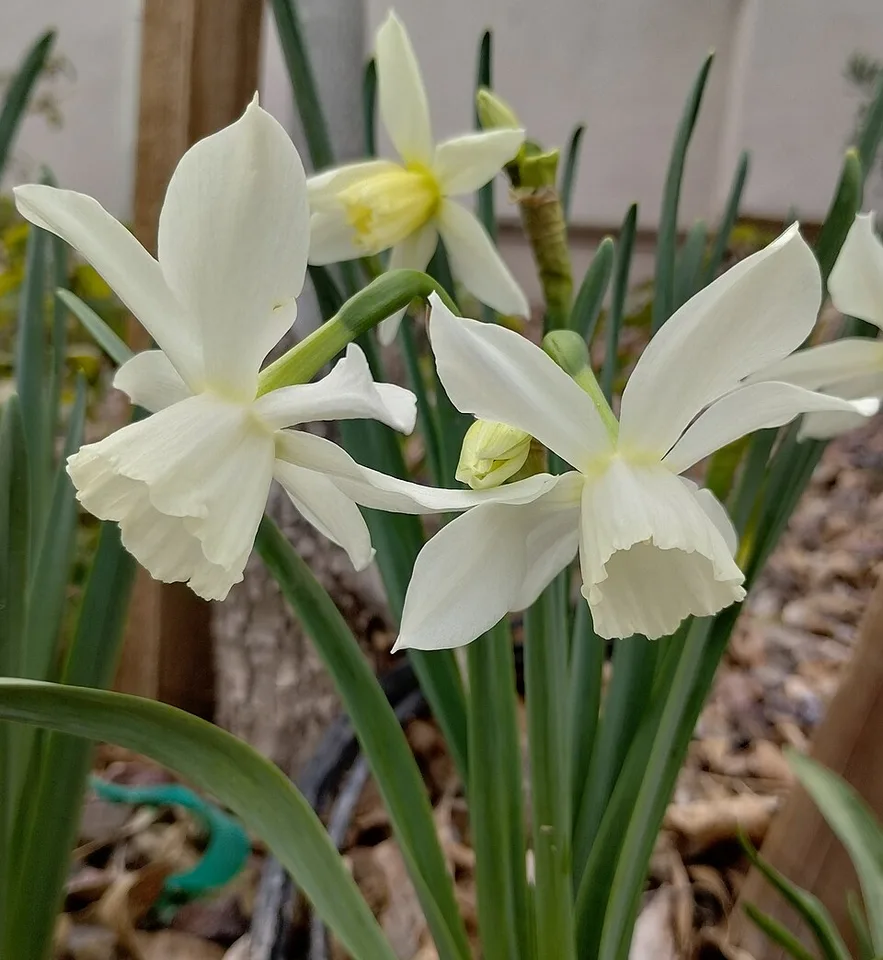 Thalia Daffodil — Narcissus 'Thalia' 20230320