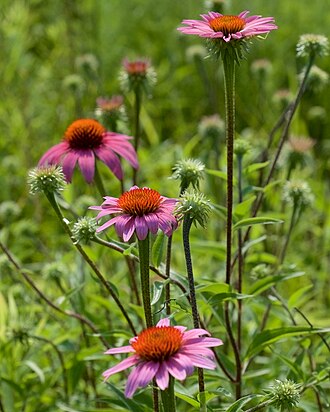 Coneflower — botanical reference