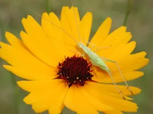 Coastal Tickseed — botanical reference