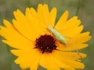 Coastal Tickseed — botanical reference