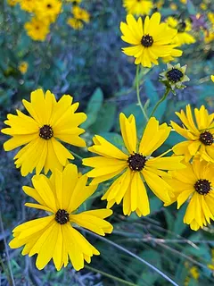 Swamp Tickseed — botanical reference
