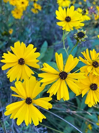 Swamp Tickseed — botanical reference