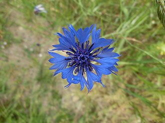 Cornflower — botanical reference