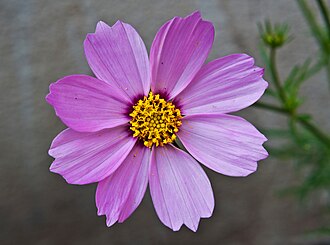 Cosmos — botanical reference