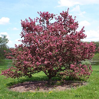 Crabapple — botanical reference