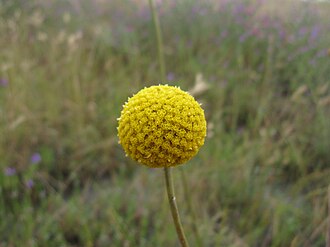 Craspedia — botanical reference
