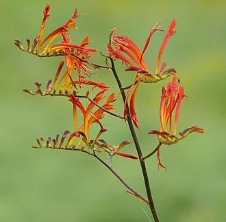 Zigzag Crocosmia — botanical reference