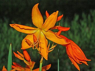 Crocosmia — botanical reference