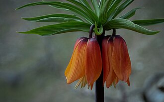 Crown Imperial — botanical reference