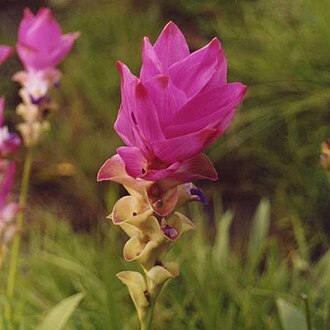 Curcuma — botanical reference