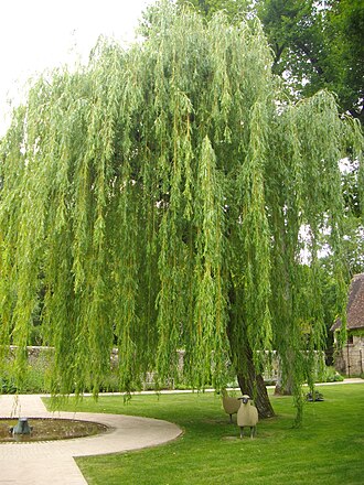 Curly Willow — botanical reference