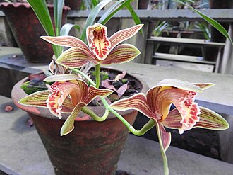 Cymbidium Orchid — botanical reference