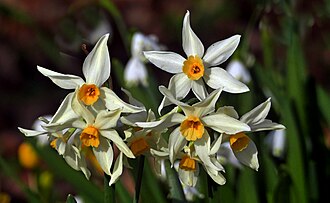 Daffodil — botanical reference