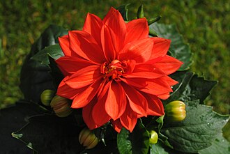 Dahlia — botanical reference