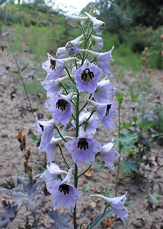 Delphinium — botanical reference