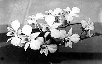 Dendrobium Orchid — botanical reference