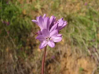 Ookow — botanical reference
