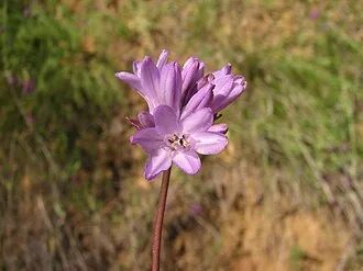 Ookow — botanical reference