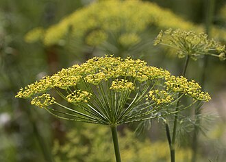 Dill — botanical reference
