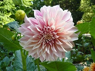 Café au Lait Dahlia — Café au Lait Dahlia — named-variety reference