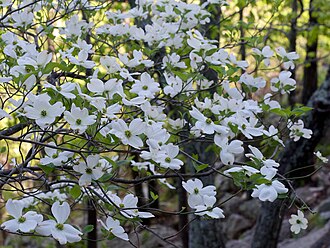 Dogwood — botanical reference