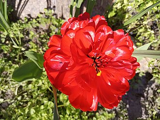 Double Tulip — botanical reference