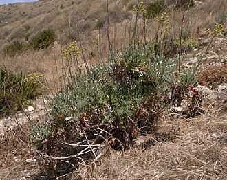 Dusty Miller — botanical reference