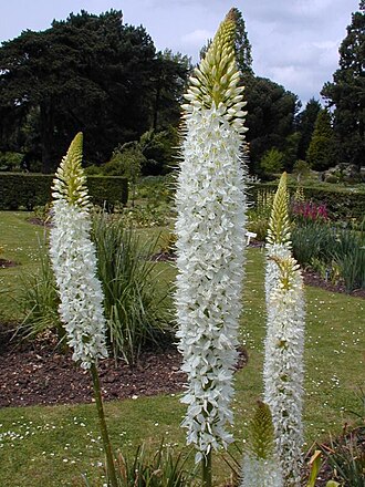 Eremurus — botanical reference