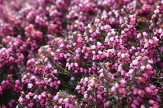 Erica — botanical reference