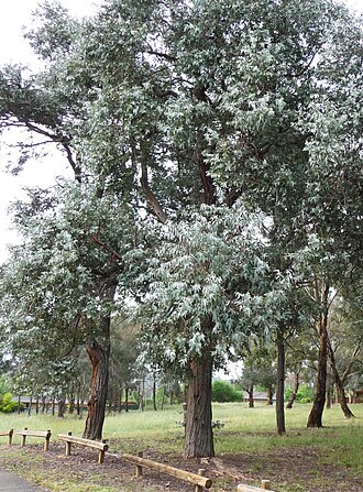 Eucalyptus Silver Dollar — botanical reference