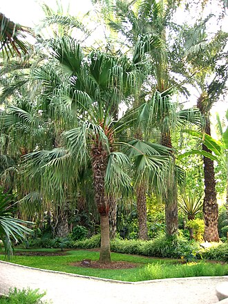 Fan Palm — botanical reference