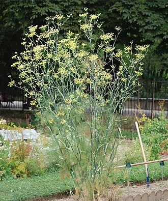 Fennel — botanical reference