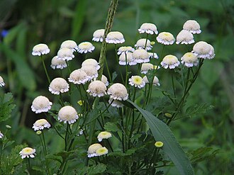 Feverfew — botanical reference