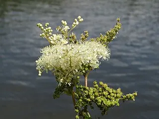 Meadowsweet — botanical reference
