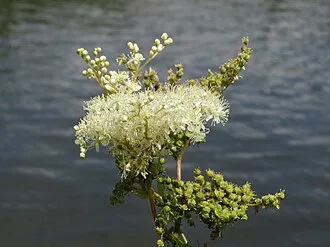 Meadowsweet — botanical reference