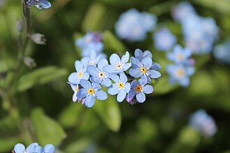 Forget-me-not — botanical reference