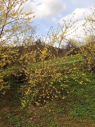 Korean Forsythia — botanical reference
