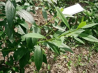 Weeping Forsythia — botanical reference