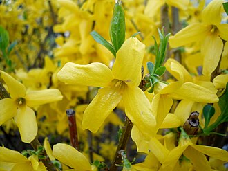Forsythia — botanical reference