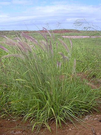 Fountain Grass — botanical reference