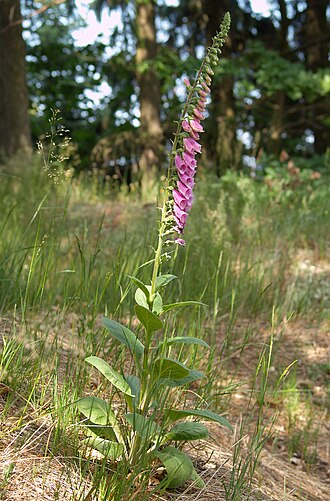 Foxglove — botanical reference