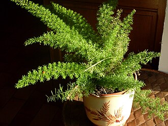 Foxtail Fern — botanical reference