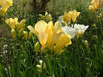 Freesia — botanical reference