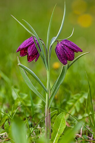 Fritillaria — botanical reference