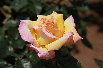 Garden Rose — botanical reference