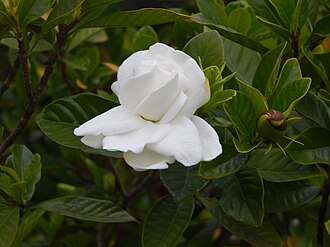 Gardenia — botanical reference